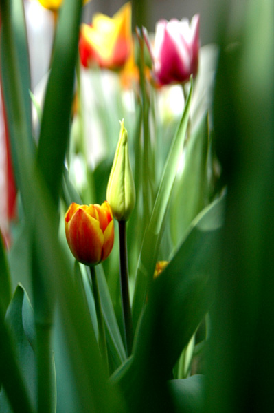 tulips