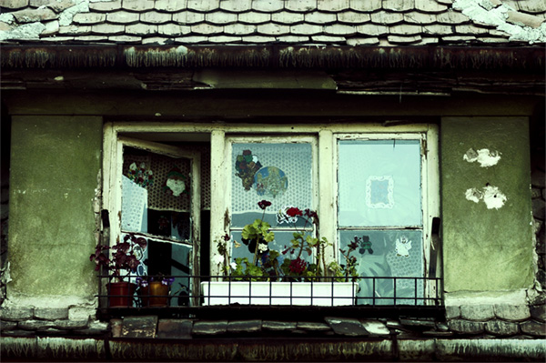 flowers at the window