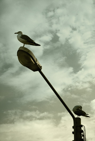 two seagulls