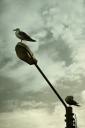 two seagulls