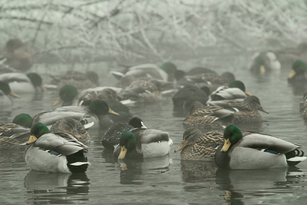 frozen ducks