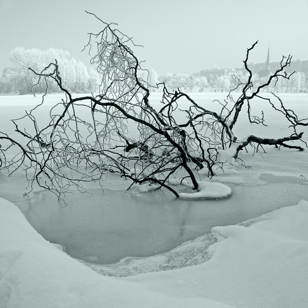 tree in the ice