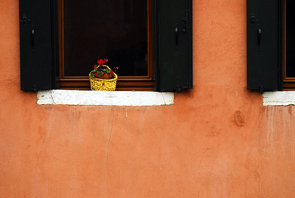 flowers in the window