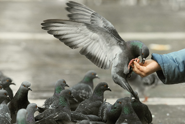 hungry pigeons