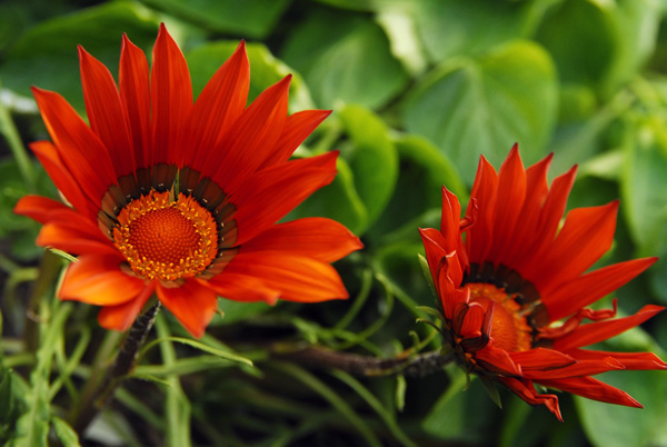 red flowers