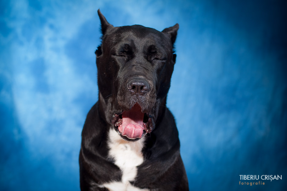 cane-corso-masha-studio-10