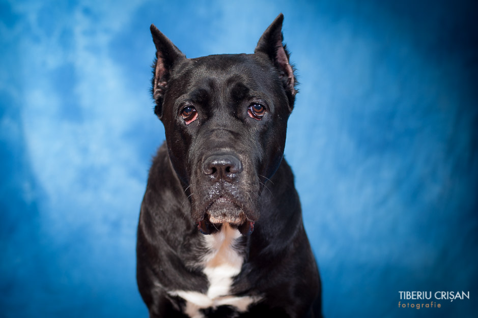 cane-corso-masha-studio-11