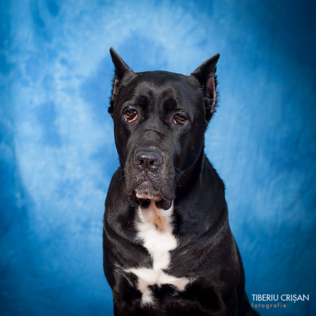 cane-corso-masha-studio-12