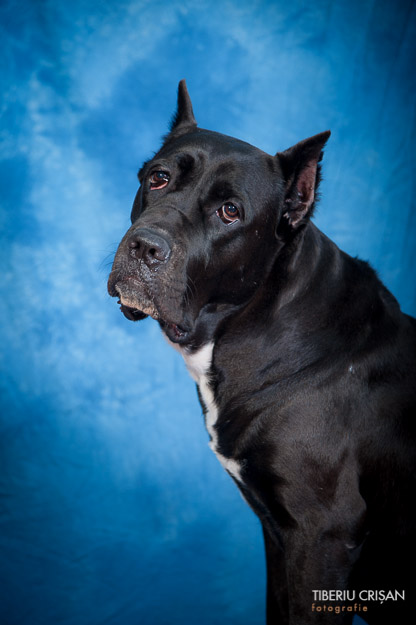 cane-corso-masha-studio-16