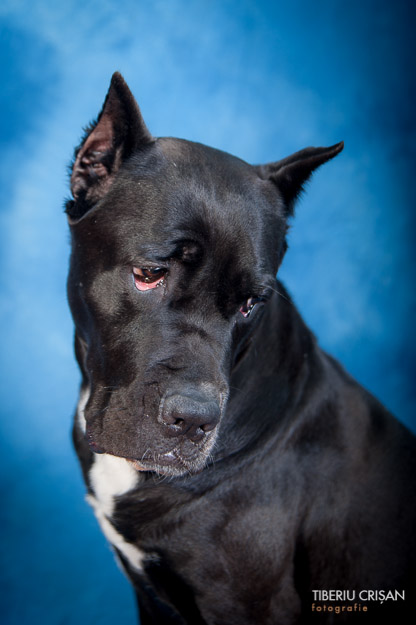 cane-corso-masha-studio-19