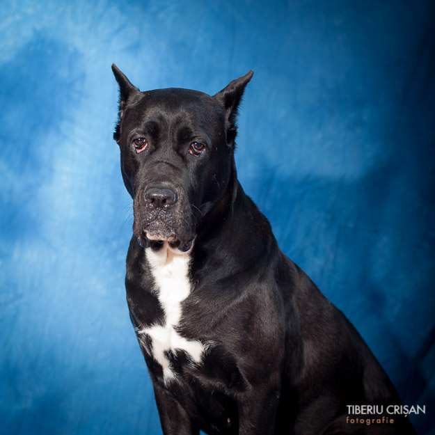 cane-corso-masha-studio-2