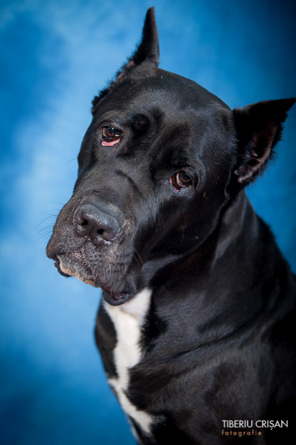 cane-corso-masha-studio-20