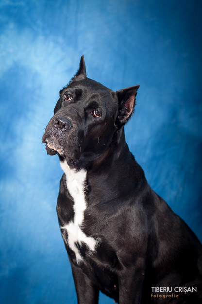 cane-corso-masha-studio-4