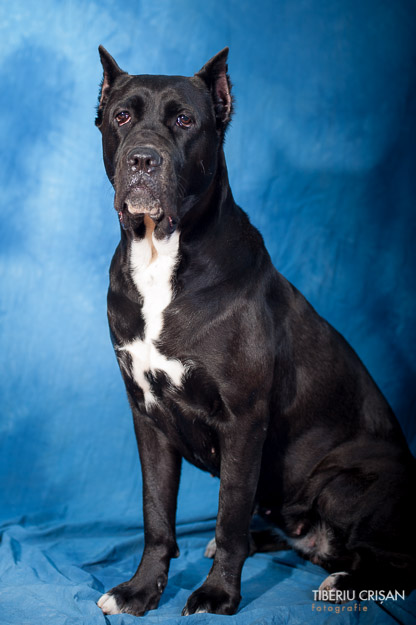 cane-corso-masha-studio-5