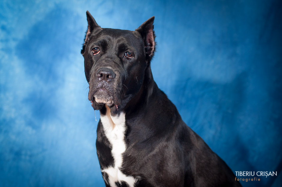 cane-corso-masha-studio-6