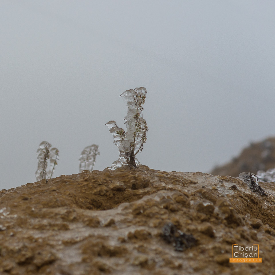natura-inghetata-011