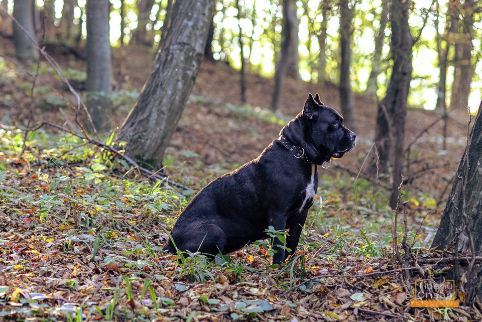 Masha cane corso la padure