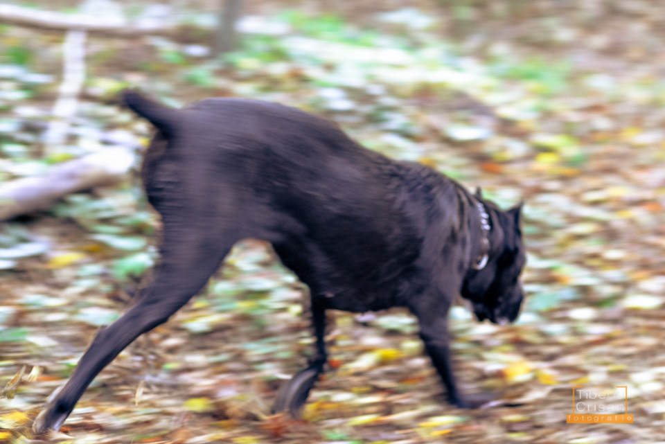 Masha cane corso la padure in actiune