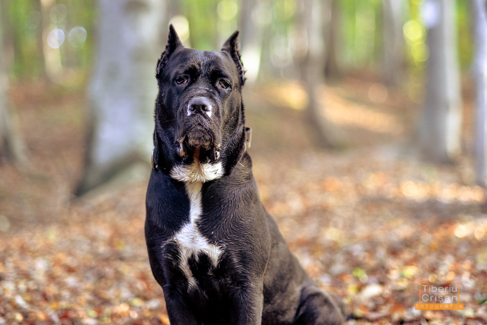 Masha cane corso la padure cu muci