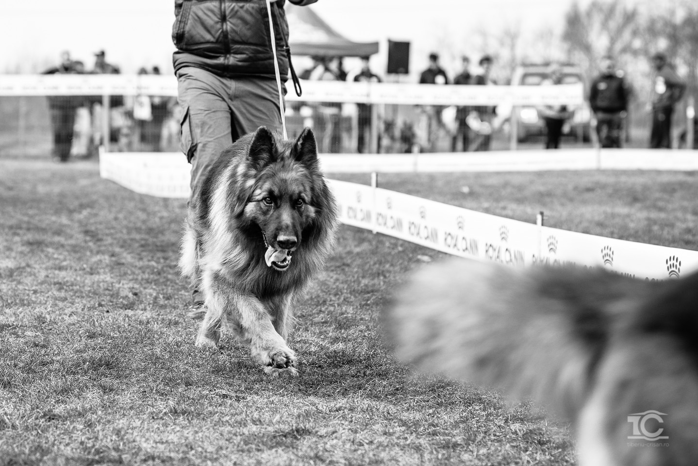 expo-ciobanesc-german-cluj-025