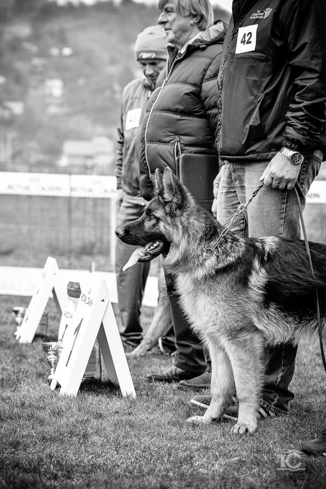 expo-ciobanesc-german-cluj-041