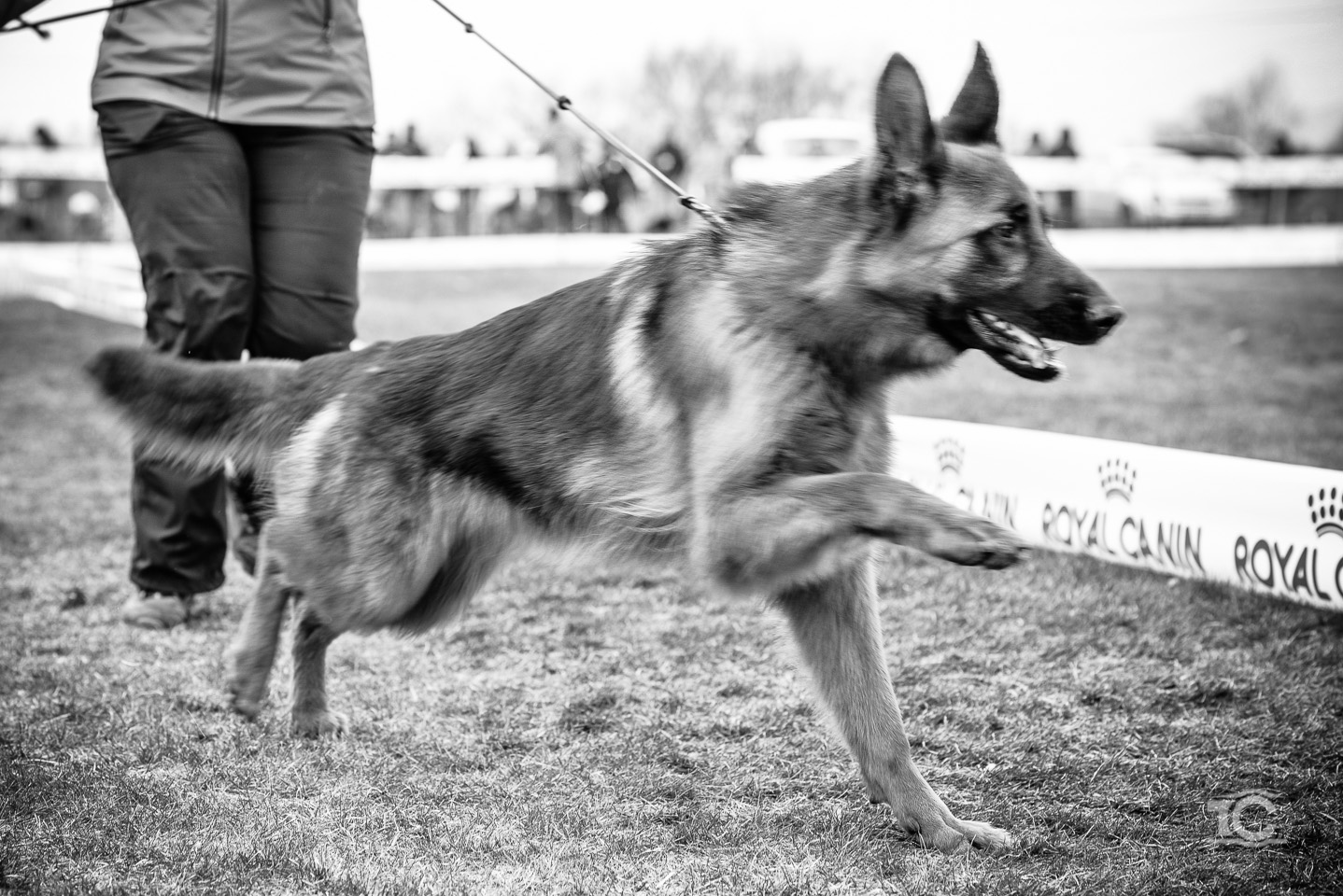 expo-ciobanesc-german-cluj-043