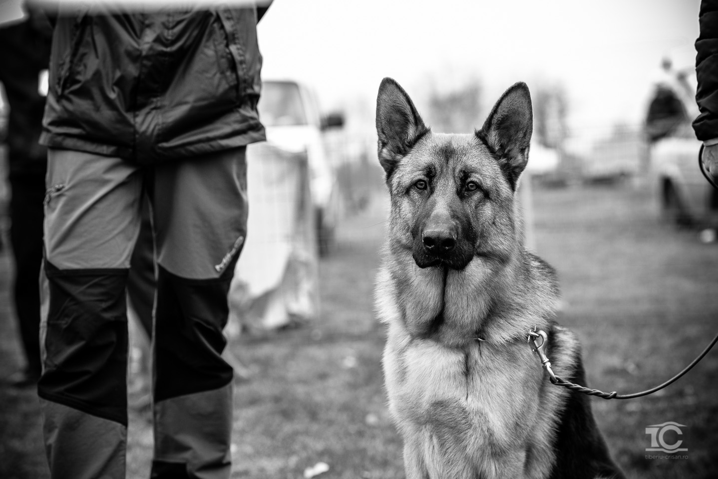 expo-ciobanesc-german-cluj-049