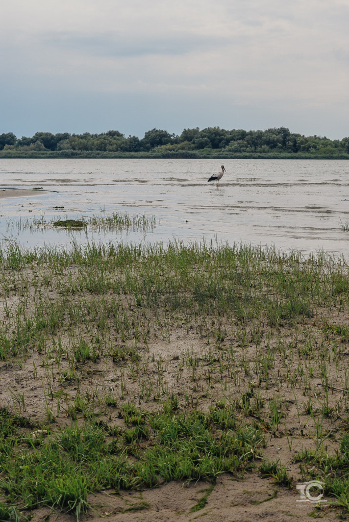 Barza in Delta Dunarii, bratul Sf. Gheorghe